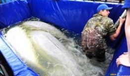 白鲸在线观看,探寻海洋巨兽的传奇故事